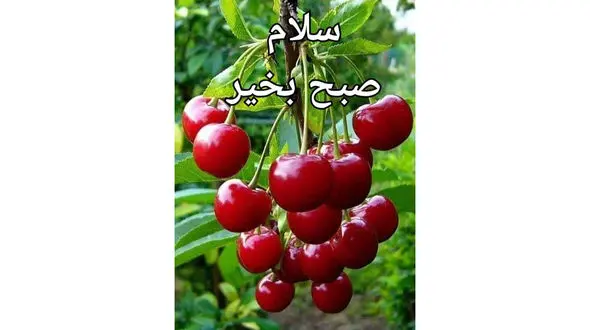 فال روزانه شخصی/ 29 خرداد ماه + فیلم