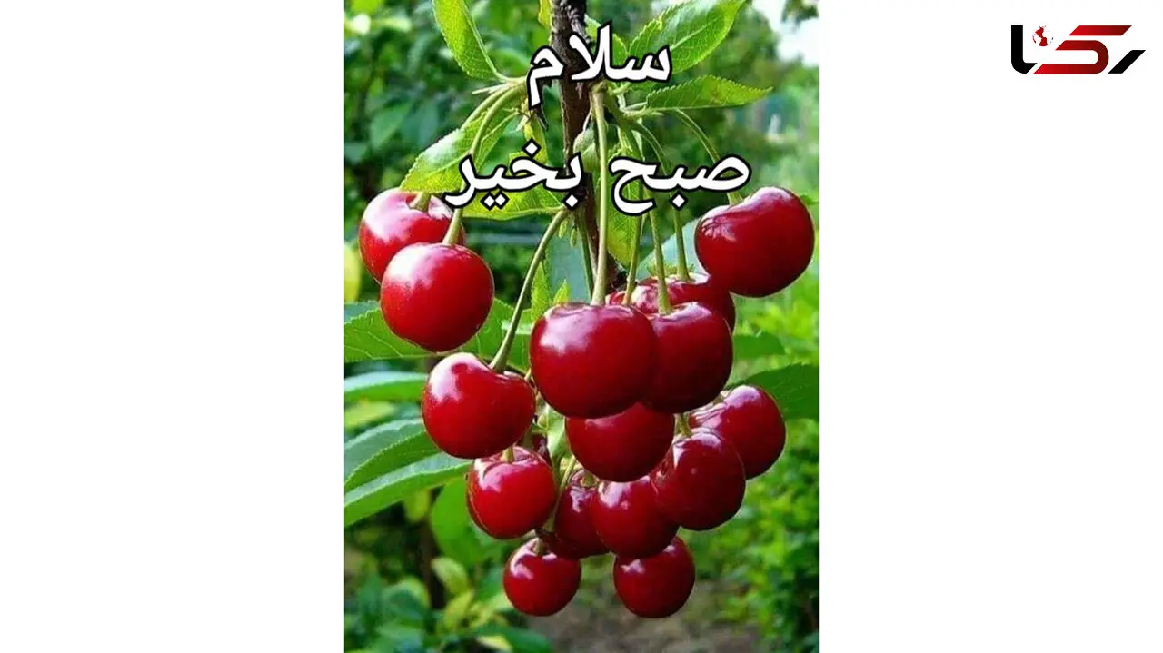 فال روزانه شخصی/ 29 خرداد ماه + فیلم