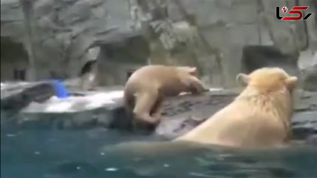 ببینید: نجات یک توله خرس از غرق شدن توسط مادرش