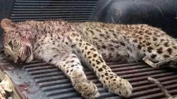 لاشه یک قلاده توله پلنگ در الموت قزوین پیدا شد + عکس تلخ