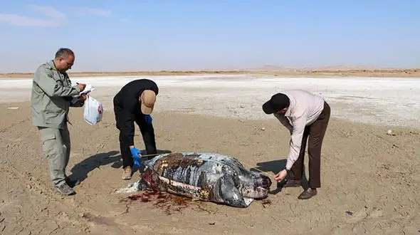 مشاهده لاشه «لاک‌پشت چرمی» در ساحل هندیجان