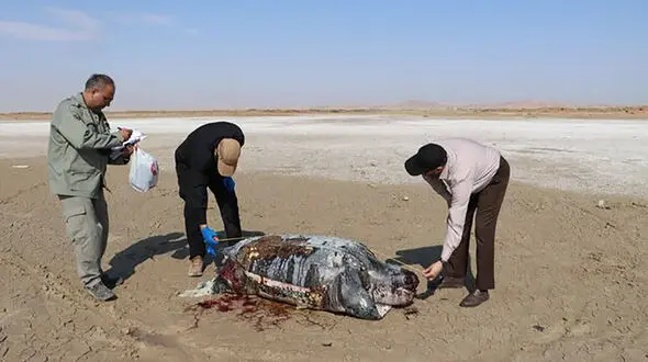 مشاهده لاشه «لاک‌پشت چرمی» در ساحل هندیجان