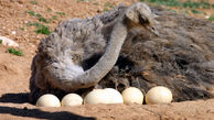 اطلاعات مفید درباره پرورش شتر مرغ