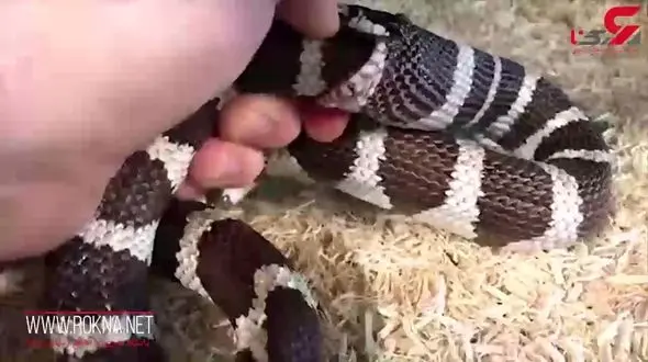 ویدئویی عجیب از ماری که خودش را می خورد! +فیلم