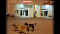 جولان سگ‌های ولگرد در بیمارستان آیت الله طالقانی آبادان + عکس