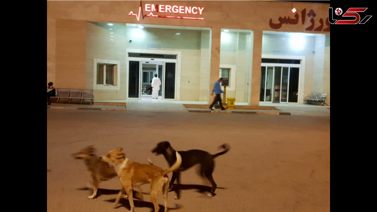 جولان سگ‌های ولگرد در بیمارستان آیت الله طالقانی آبادان + عکس