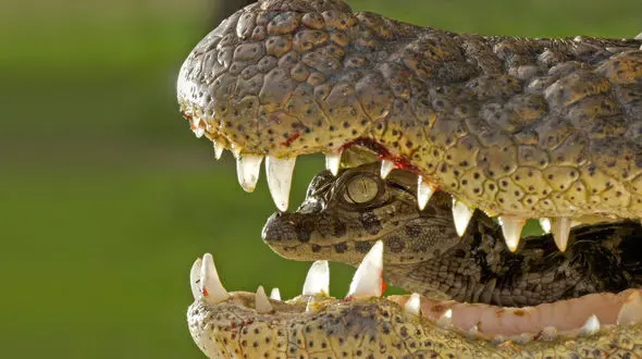 بچه تمساح ها در دهان مادرشان به زندگی برگشتند + فیلم