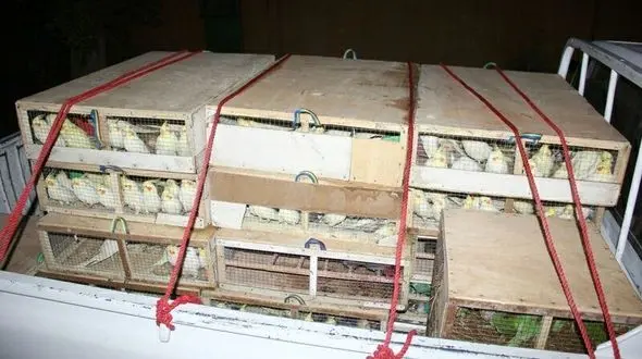  نجات عروس های دربند در  نخلستان های سراوان+ عکس 