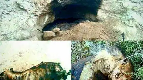 برخورد قضایی با عوامل آتش زدن کفتار در فیروزه
