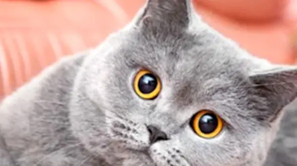 ببینید/ کارهای عجیب و جالب از گربه ها