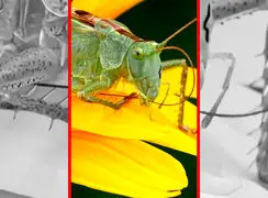 فیلم / حقیقت جالب درباره شنوایی ملخ