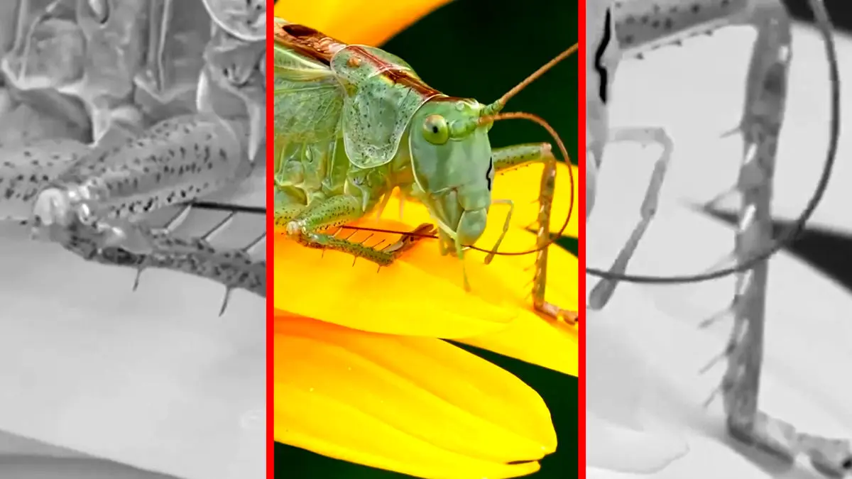 حقیقت جالب درباره شنوایی ملخ