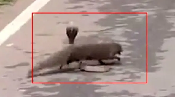 نبرد دیدنی و مرگبار مار کبرا با حیوان مارکُش+ فیلم