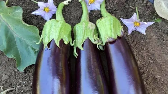 فواید بادمجان برای خواب