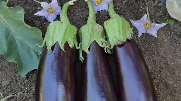 فواید بادمجان برای خواب