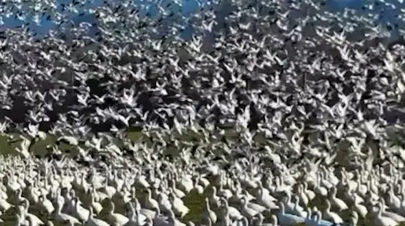 از مهاجرت شگفت‌انگیز غازهای برفی تا حمله کرگدن به گردشگران