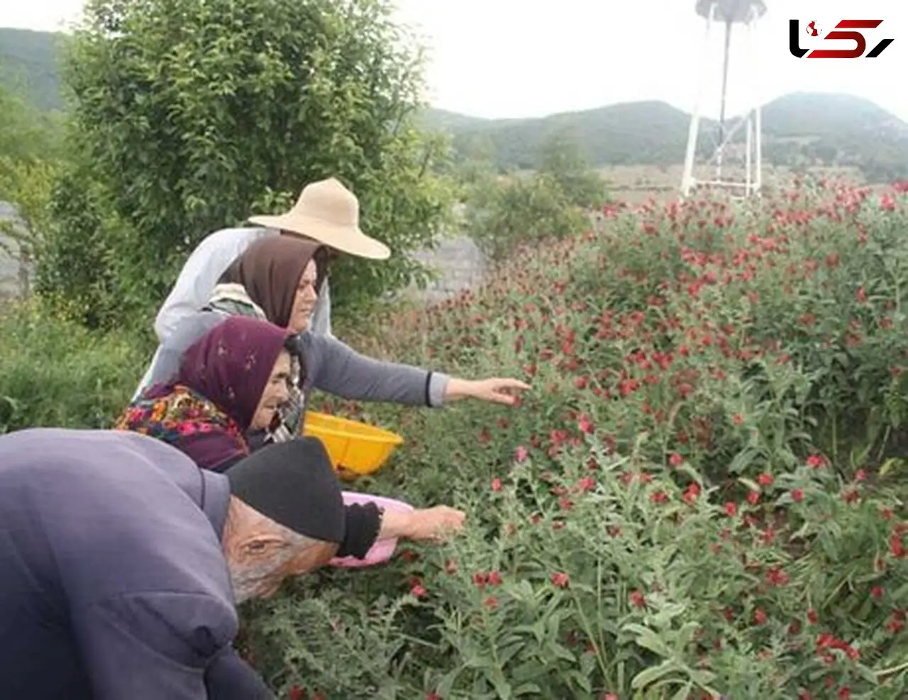 برداشت غیرمجاز سالانه 20 میلیون تن گیاهان خوراکی و دارویی از اراضی کشور