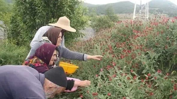 برداشت غیرمجاز سالانه 20 میلیون تن گیاهان خوراکی و دارویی از اراضی کشور