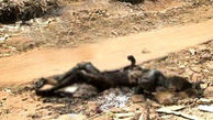 یک زن را کشتند و با آتش جزغاله کردند/ درگالیکش فاش شد+ عکس 