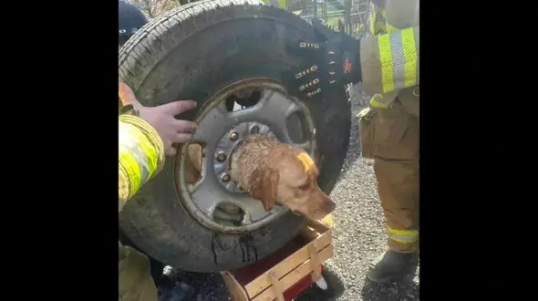 ببینید / نجات سگ گرفتار در چرخ خودرو + فیلم