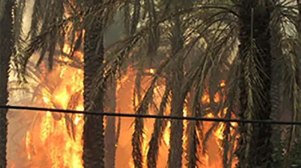 هزار  نخل خرما در آتش خاکستر شدند