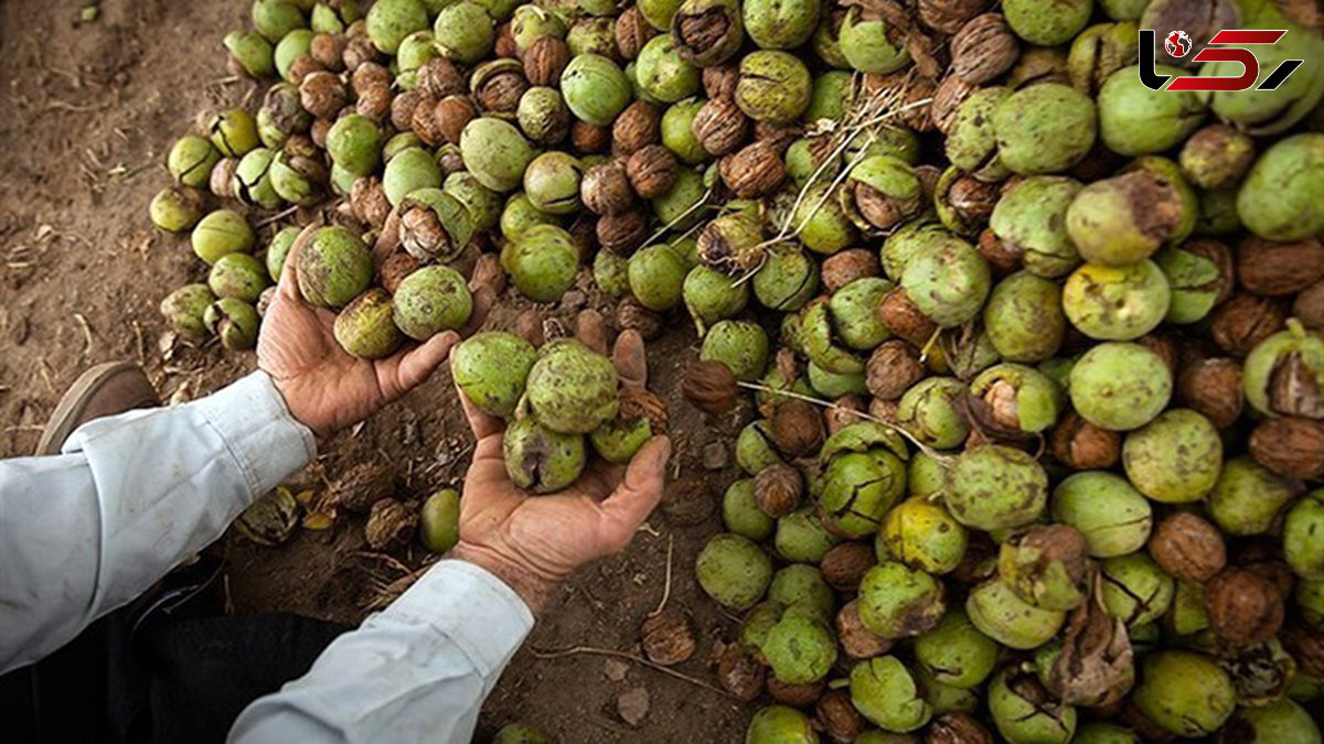 کشف یک تن گردوی سرقتی در شهرستان صحنه / 2 سارق دستگیر شدند