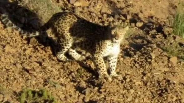 مشاهده پلنگ ایرانی در زیستگاه «اوزوم» 