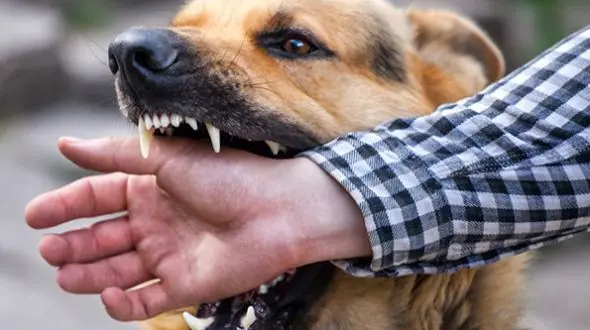 گازگرفتگی سگ ها 12 اصفهانی را راهی مراکز درمانی کرد