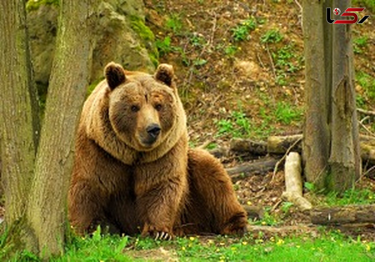 خطر انقراض، خرس لرستان را تهدید می‌کند