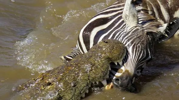 فیلم تلخ شکار گورخر توسط 2 کروکودیل ! / بیچاره زنده بود !