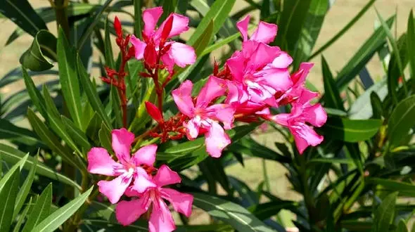 خطر ناراحتی قلبی با گیاه خرزهره / خرزهره مناسب برای میگرنی ها