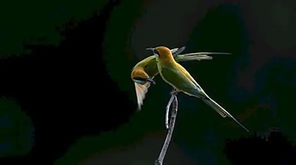 پرنده رنگین و شگفت انگیز؛ عکس روز نشنال جئوگرافیک