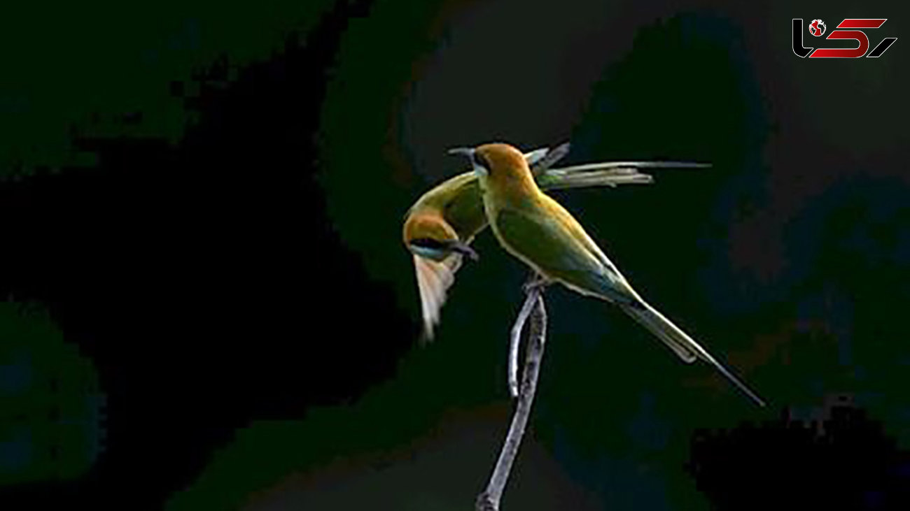 پرنده رنگین و شگفت انگیز؛ عکس روز نشنال جئوگرافیک