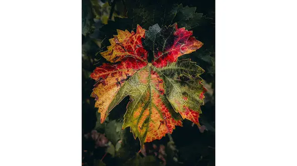 فال ابجد امروز 11 آبان با تفسیر دقیق + فیلم