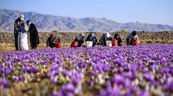 این کشورها مشتری زعفران ایرانی هستند / افزایش 3 برابری صادرات زعفران ایران به افغانستان