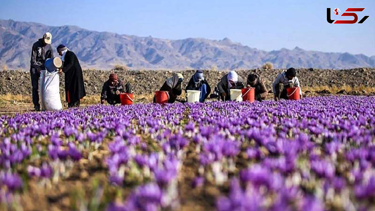 این کشورها مشتری زعفران ایرانی هستند / افزایش 3 برابری صادرات زعفران ایران به افغانستان