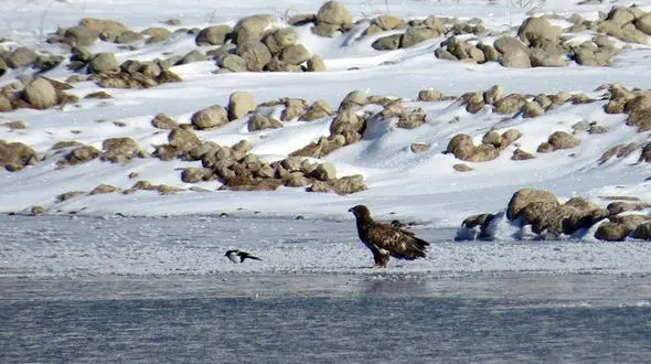 مشاهده یک گونه پرنده در خراسان شمالی برای اولین بار+ عکس