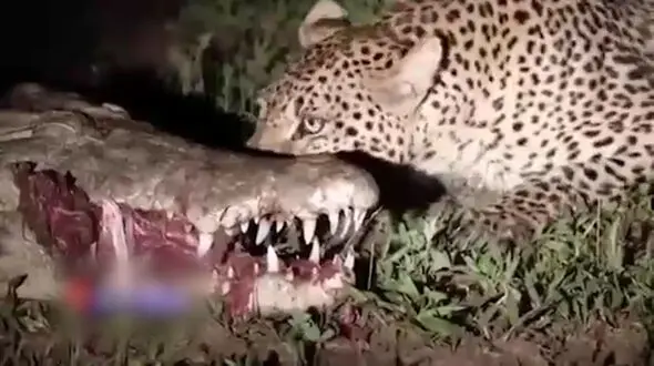 بیرون کشیدن گوشت از دهان کروکودیل توسط پلنگ! + فیلم