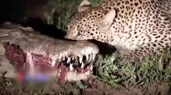 بیرون کشیدن گوشت از دهان کروکودیل توسط پلنگ! + فیلم