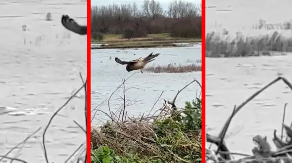 فیلم مهارت خارق العاده دلیجه در شکار طعمه