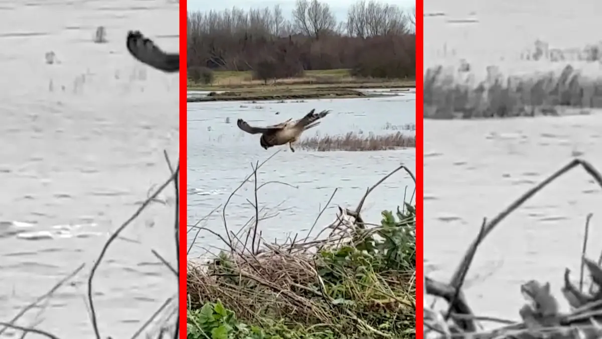 فیلم مهارت خارق العاده دلیجه در شکار طعمه