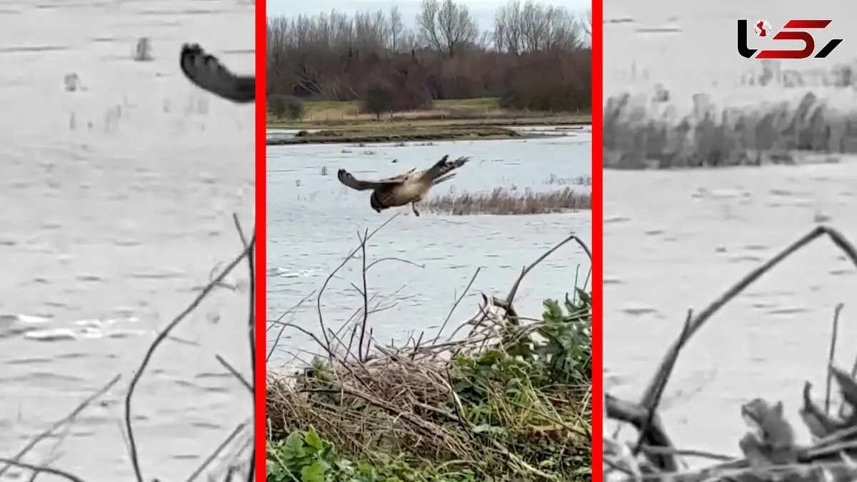 فیلم مهارت خارق العاده دلیجه در شکار طعمه