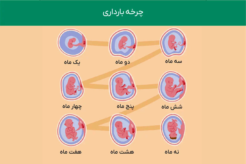 hc در سونوگرافی جنین