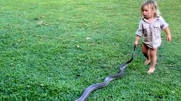 شجاعت یک کودک دربرابر مار پیتون + فیلم