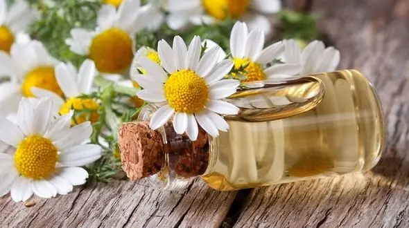 خواب آرام را با دم کرده بابونه تجربه کنید