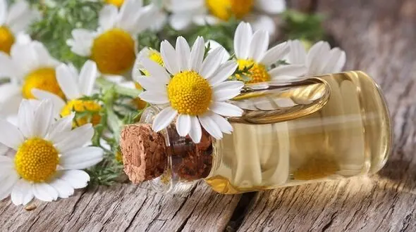 خواب آرام را با دم کرده بابونه تجربه کنید