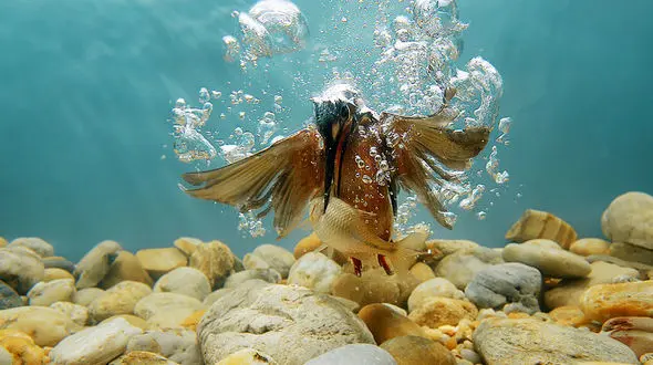 عکس متفاوت از مرگ ماهی در زیر آب 