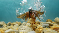 عکس متفاوت از مرگ ماهی در زیر آب 