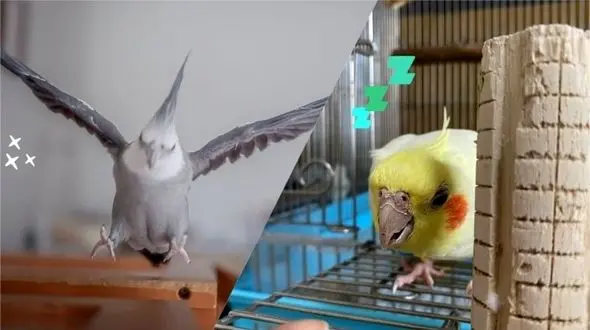 اعتیاد شدید به عروس هلندی و خطر آن{عجیب اما واقعی}