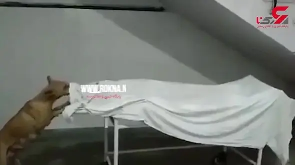خوردن جسد یک دختر در بیمارستان توسط سگ ولگرد ! + فیلم 16 +